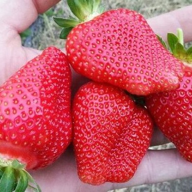 Земляника Роксана